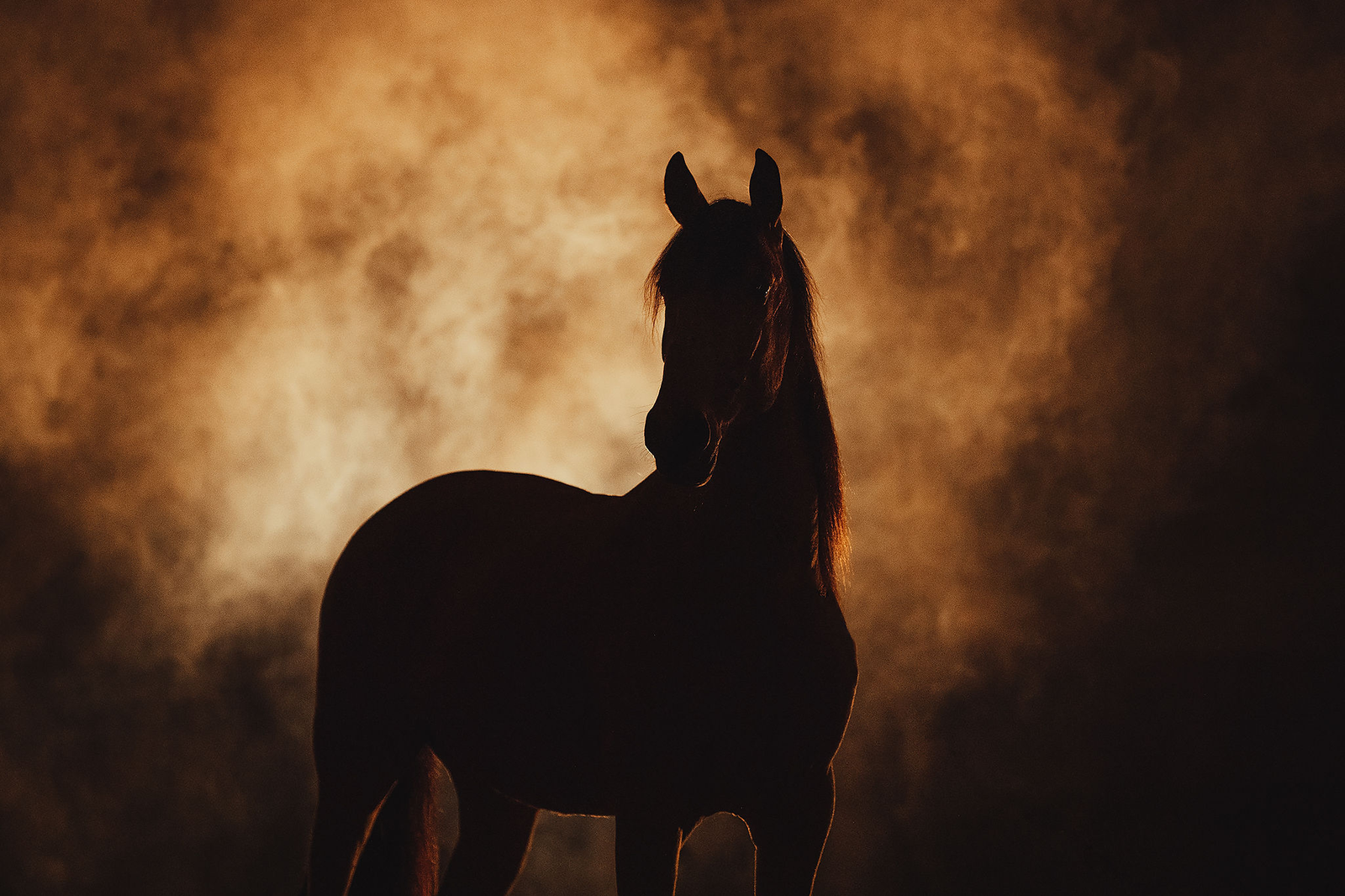 Leather Bridle Numbers